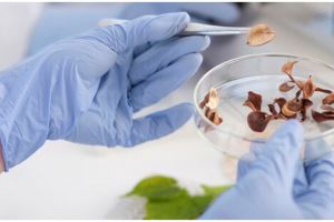 10 Contoh teks laporan percobaan tentang makanan dan minuman, singkat dan terstruktur