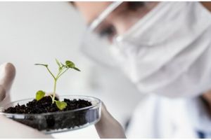 10 Contoh teks laporan hasil observasi tentang tumbuhan berbiji, lengkap dengan strukturnya