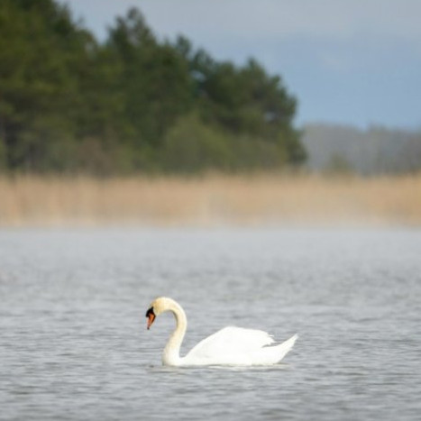 10 Contoh teks laporan hasil observasi hewan dan penjelasan lengkap