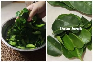 Trik menyimpan daun jeruk agar tetap hijau dan segar hingga 3 bulan