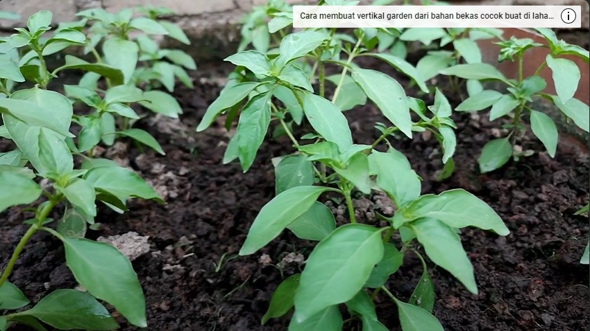 Cara merawat tanaman kemangi agar daunnya lebat dengan 1 bahan dapur modal Rp0