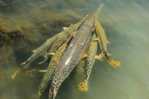 Fakta menarik dan karakteristik Ikan Aligator yang perlu diketahui