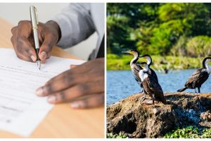 5 Contoh teks laporan hasil observasi hewan langka, singkat dan mudah dipahami