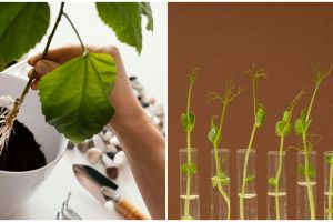 Sebutkan dan jelaskan macam-macam penyerbukan pada tumbuhan, kenali proses dan penjelasannya