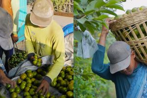 Melalui ”Klasterku Hidupku”, BRI dampingi Klaster Jeruk Semboro terapkan pertanian berkelanjutan