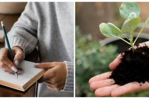 Macam-macam jaringan parenkim berdasarkan fungsinya, lengkap dengan contohnya