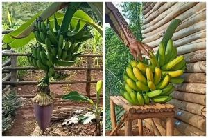 Trik agar pohon pisang berbuah manis dan besar andalkan 1 ampas dapur