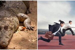 15 Arti mimpi dikejar buaya yang bikin merinding