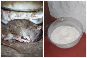 Hanya dengan 3 bahan dapur, ini cara praktis membuat racun tikus alami yang efektif