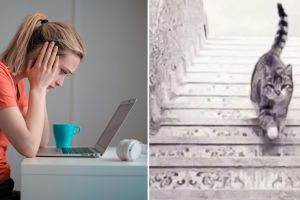 5 Contoh teks laporan hasil observasi tentang kucing, beserta strukturnya