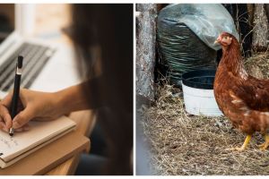 5 Contoh teks laporan hasil observasi tentang hewan ayam, lengkap dengan penjelasannya