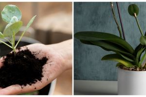 Macam-macam penyerbukan pada tumbuhan, lengkap dengan penjelasannya