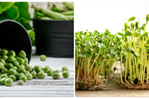 5 Contoh teks laporan percobaan tentang tumbuhan kacang hijau, bisa jadi referensi