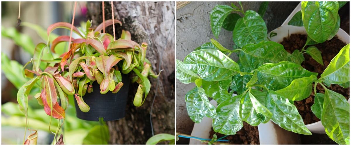 Mention the various types of natural and artificial vegetative