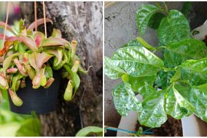 Sebutkan macam-macam perkembangbiakan vegetatif alami dan buatan disertai dengan pengertiannya