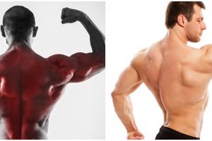 Jelaskan macam-macam otot pada manusia disertai fungsi dan cara kerjanya