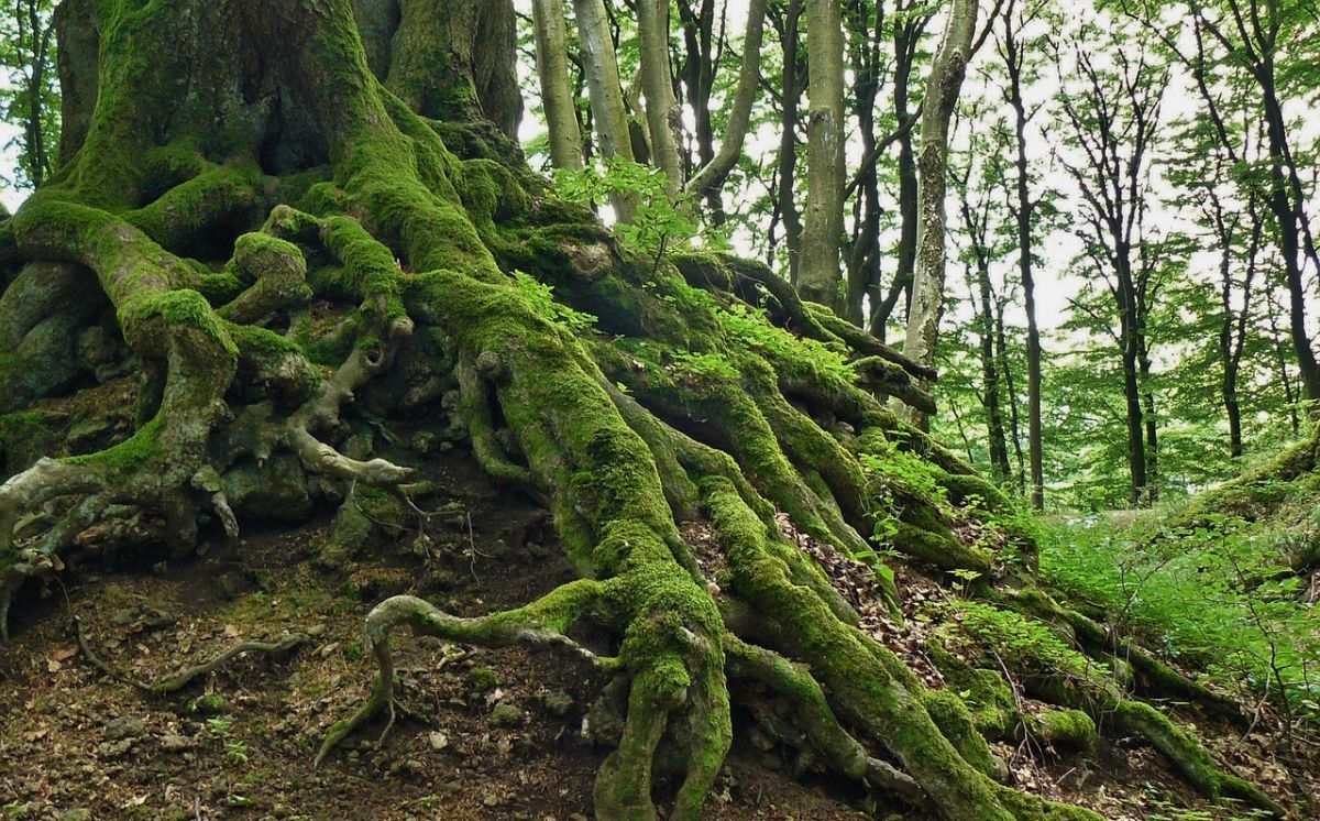Name three types of modified roots along with examples of plants.
