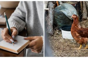 Macam-macam perkembangbiakan pada hewan, lengkap beserta penjelasannya