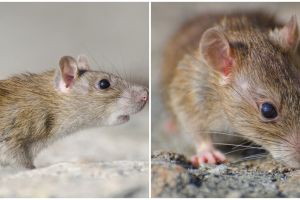 5 Contoh laporan teks percobaan pada tikus, pahami pengertian dan metodenya