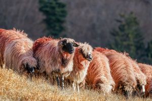 Contoh teks anekdot hewan yang menghibur dan penuh makna