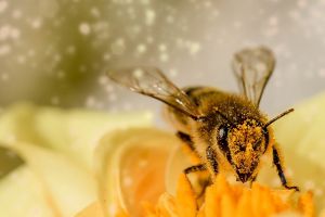 4 Macam penyerbukan yang perlu diketahui untuk meningkatkan produktivitas tanaman