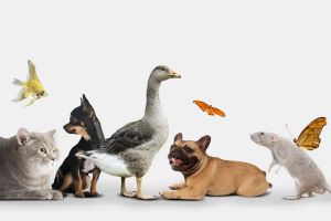 5 Contoh teks laporan hasil observasi hewan singkat dengan definisi dan formatnya