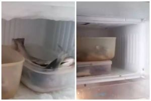 Trik mudah mencegah bunga es muncul di freezer, tak perlu dilapisi plastik