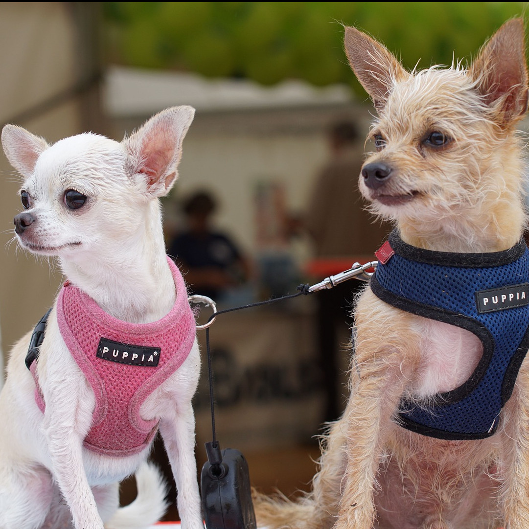 Tiga macam peristiwa epistasis dalam genetika: Penjelasan dan contoh