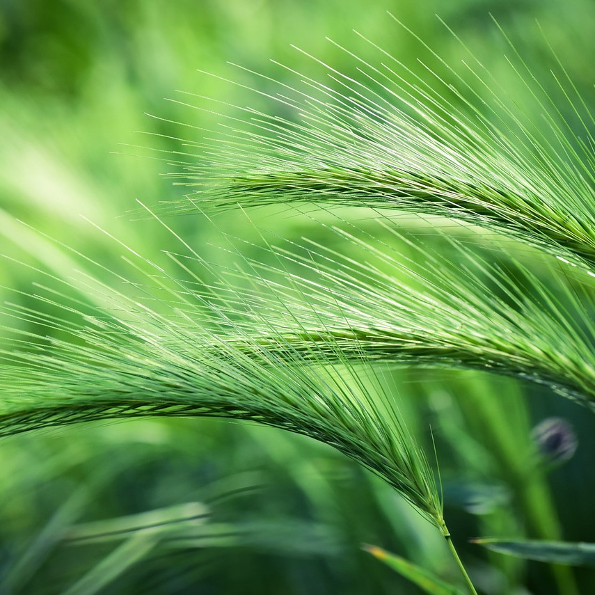Mengenal 3 Macam jaringan meristem berdasarkan letaknya dalam pertumbuhan tumbuhan