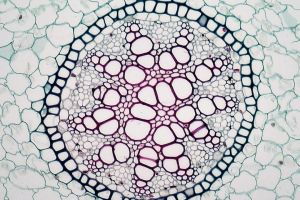 Macam-macam jaringan pada tumbuhan dan fungsinya