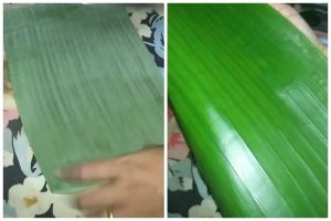 Trik cepat melenturkan daun pisang agar tidak mudah sobek tanpa dibakar atau dikukus