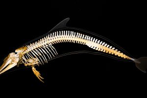 Jenis-jenis tulang berdasarkan bentuk dan ukurannya: Penjelasan lengkap