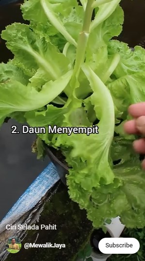 Penggemar sayur wajib tahu, ini 3 perbedaan selada yang rasanya pahit dan tidak biar nggak salah pilih