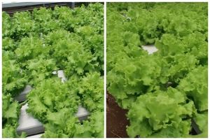 Penggemar sayur wajib tahu, ini 3 perbedaan selada yang rasanya pahit dan tidak biar nggak salah pilih