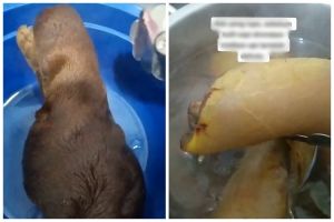 Trik mengolah krecek agar bebas bulu, empuknya pas, dan aman dikonsumsi, cukup pakai 2 bahan dapur ini