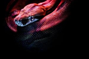 15 Arti mimpi digigit ular menurut primbon dan Islam