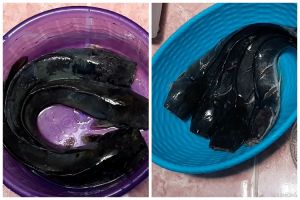Bukan dibaluri garam, begini cara menghilangkan lendir di ikan lele cuma pakai satu bahan