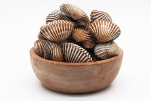 [KUIS] Satu jenis kerang favoritmu ungkap bagaimana kamu mengatasi stres