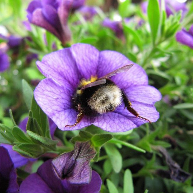 Jenis-jenis penyerbukan yang dibantu oleh hewan dan manfaatnya bagi ekosistem