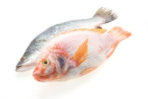 5 Contoh teks laporan hasil pengamatan ikan lengkap dengan pengertian dan strukturnya