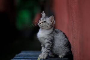 5 Contoh teks laporan hasil observasi tentang hewan kucing beserta strukturnya 