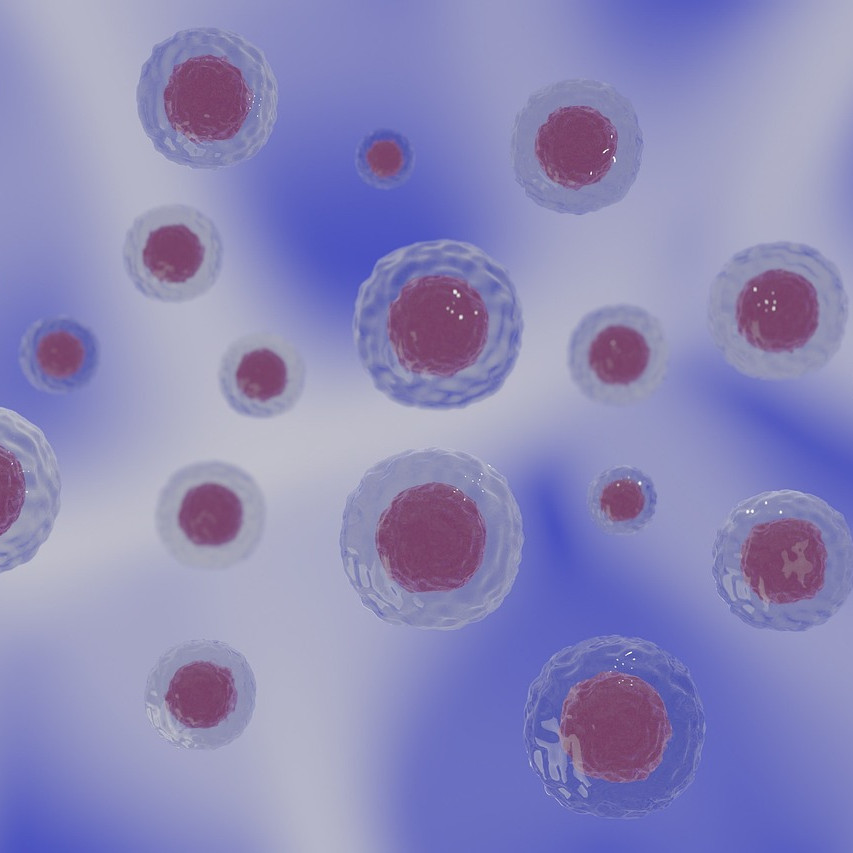 Memahami dua jenis sel manusia yang mengalami pembelahan: mitosis dan meiosis