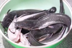 Cara cepat mematikan lele dan menghilangkan bau amis sebelum dimasak, cuma butuh 3 menit