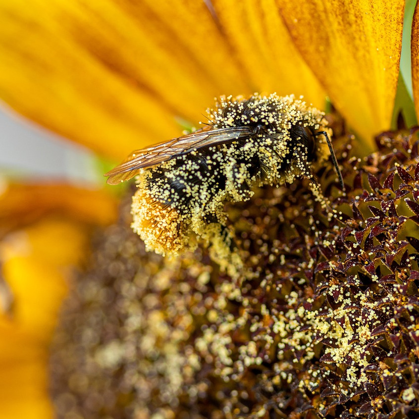 Jenis-jenis penyerbukan berdasarkan asal serbuk sari