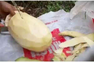 Cara praktis mengupas nangka muda agar getahnya hilang dan tak lengket