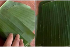 Cara menyimpan daun pisang agar tetap segar hijau selama sebulan