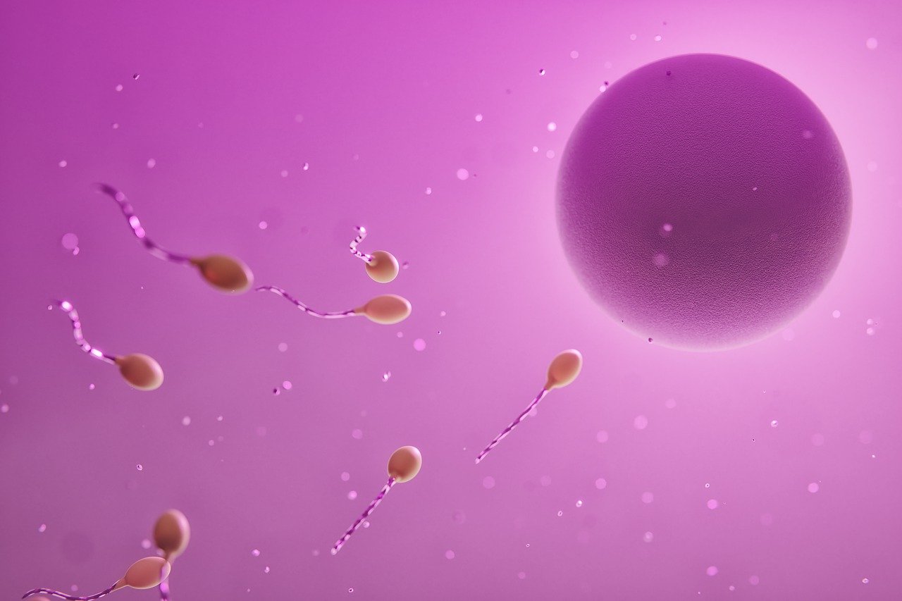 Memahami dua jenis fertilisasi berdasarkan tempat terjadinya