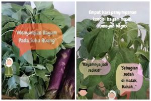Tak layu dan daunya tetap hijau sampai 4 hari, begini trik mudah simpan bayam meski tanpa kulkas