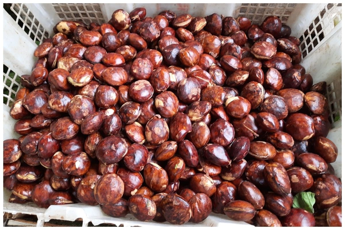 Tak perlu pemeraman atau ditambah kopi, ini trik rebus jengkol supaya bau nggak lagi