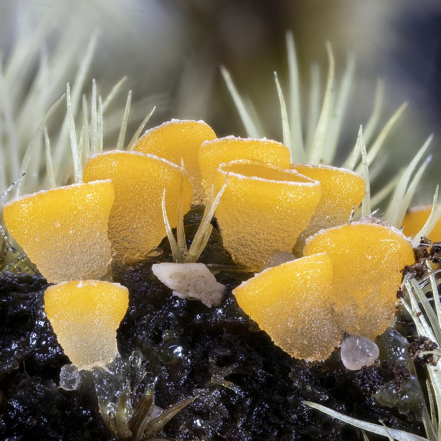 Macam-macam kelompok organisme eukariotik dan peran pentingnya